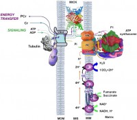/album/antonio-ascens%c3%a3o/mit-metab-2-jpeg/